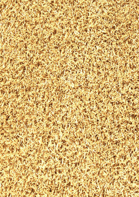 Palo Gold - Image 2
