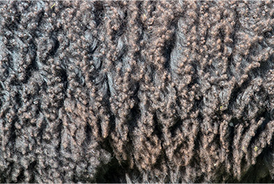 sheep fur wool texture KSJ7NW5 sheep-fur-wool-texture