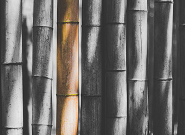1 Bamboo Bamboo Collection