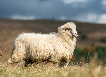 New Zealand Sheep Blanc Collection