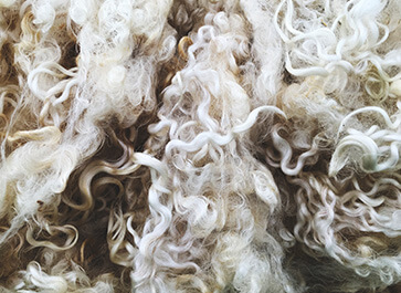 New Zealand wool 1 Kea Collection